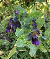 Cerinthe major
