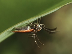 Oedematopoda