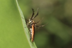 Oedematopoda