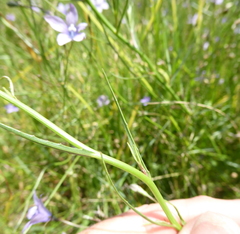 Wahlenbergia undulata