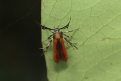 Oedematopoda