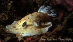 Aphelodoris varia