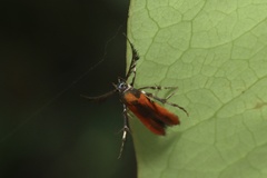 Oedematopoda