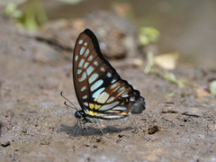 Graphium chironides
