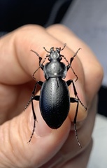 Carabus sibiricus tscherkessicus