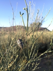 Julodis humeralis