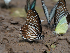 Graphium macareus