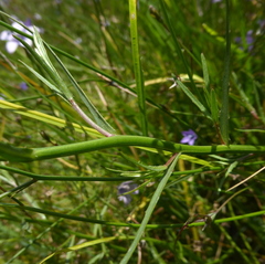 Wahlenbergia undulata