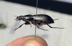 Carabus sibiricus tscherkessicus
