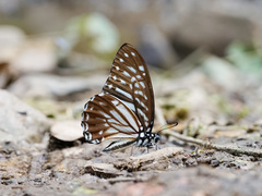 Graphium macareus