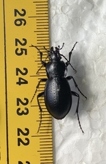Carabus sibiricus tscherkessicus