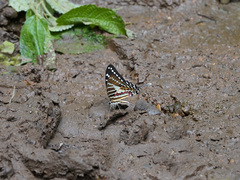 Graphium nomius