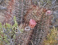 Austrocactus bertinii