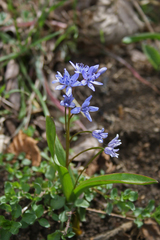 Scilla bifolia