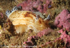 Aphelodoris varia