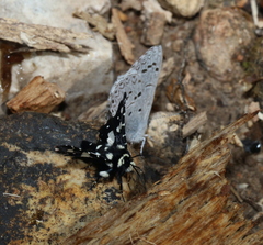 Pseudothyris sepulchralis