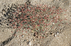 Eriogonum reniforme