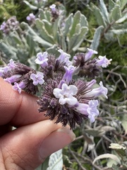 Eriodictyon traskiae traskiae