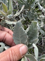 Eriodictyon traskiae traskiae