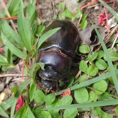 Coleoptera