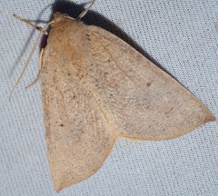 Mnesampela heliochrysa