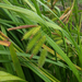 Carex fascicularis - Photo ללא זכויות יוצרים, הועלה על ידי Peter de Lange