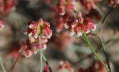 Eriogonum reniforme