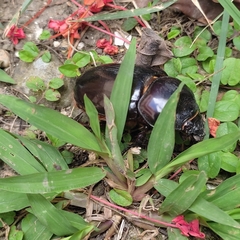 Coleoptera