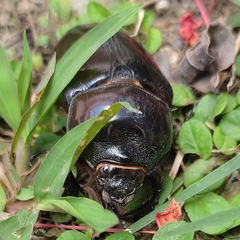 Coleoptera
