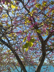 Cercis siliquastrum