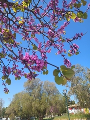 Cercis siliquastrum