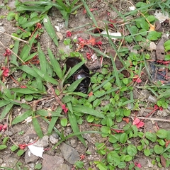 Coleoptera