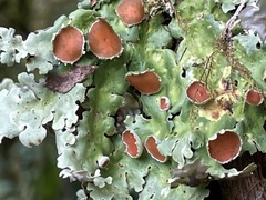 Lobariella