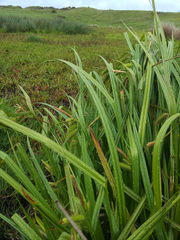 Carex fascicularis