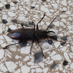 Stenodontes exsertus