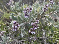 Eriodictyon traskiae traskiae