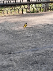 Myiozetetes similis