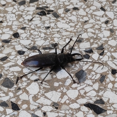 Stenodontes exsertus