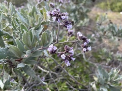 Eriodictyon traskiae traskiae