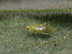 Tupiocoris cucurbitaceus