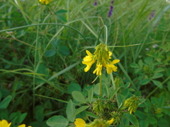 Trigonella corniculata