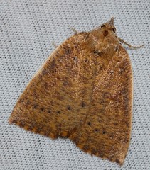 Authaemon stenonipha