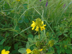 Trigonella corniculata