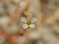 Saxifraga tridactylites