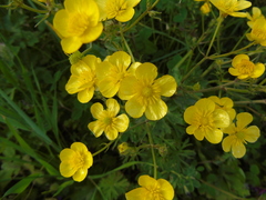 Ranunculus neapolitanus