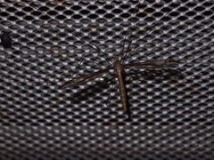 Tipula nova
