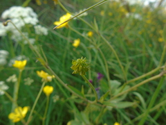 Ranunculus neapolitanus