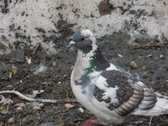 Columba livia domestica
