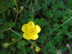 Ranunculus neapolitanus