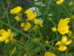 Ranunculus neapolitanus